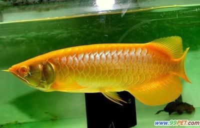 龍魚狀態不好怎么調整水質呢:龍魚水質調整方案 龍魚百科 第3張 龍魚狀態不好怎么調整水質呢:龍魚水質調整方案 龍魚狀態不好怎么調整水質呢:龍魚水質調整方案 龍魚百科 第3張