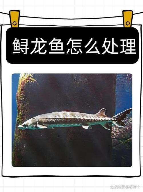鱘龍魚切片