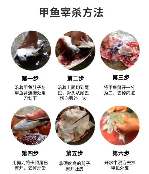 鱘龍魚切片