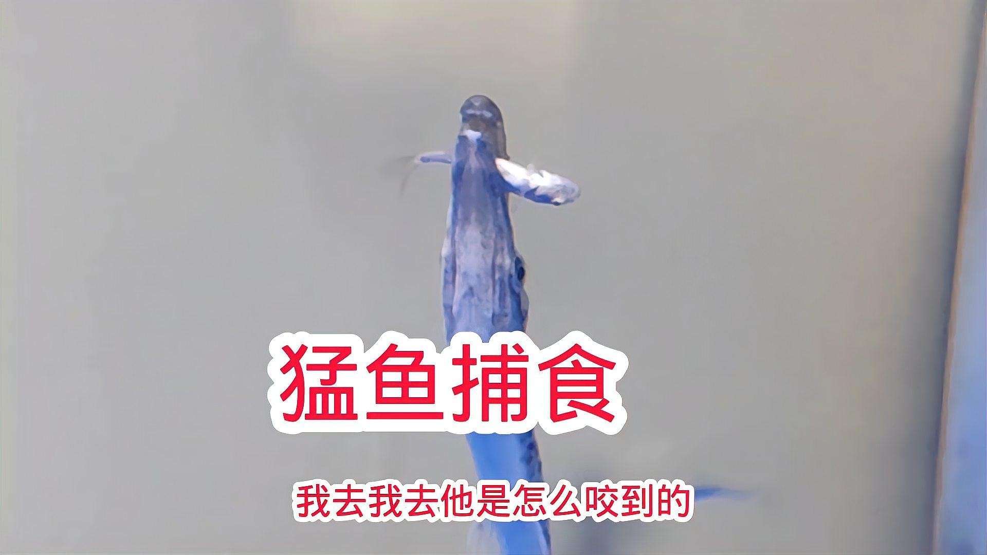 龍魚和鱷雀鱔混養