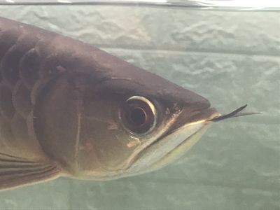 龍魚眼上有一小塊白膜怎么回事啊：龍魚眼上出現白膜可能是由多種原因引起的，龍魚水質管理技巧