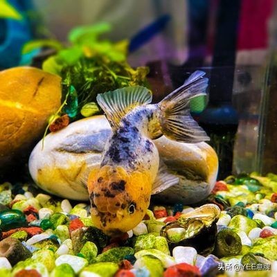 龍魚眼上有一小塊白膜怎么回事?。糊堲~眼上出現白膜可能是由多種原因引起的，龍魚水質管理技巧