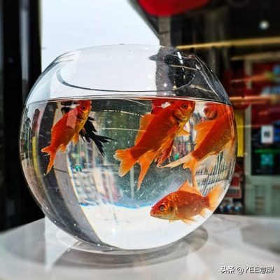 龍魚眼上有一小塊白膜怎么回事啊：龍魚眼上出現白膜可能是由多種原因引起的，龍魚水質管理技巧