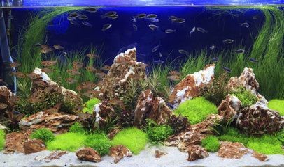 海灘造景魚缸裝飾diy：創(chuàng)意魚缸裝飾diy