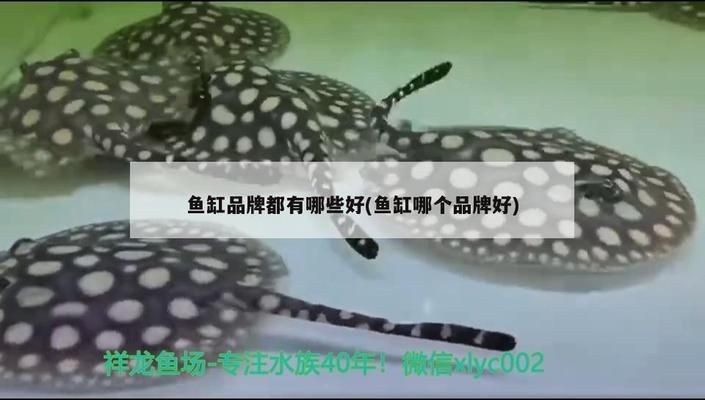閩江魚缸和博宇魚缸哪個好：閩江水族和博宇魚缸各有優勢 閩江魚缸和博宇魚缸哪個好：閩江水族和博宇魚缸各有優勢 魚缸百科 第4張