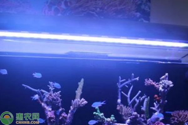 觀賞魚缸燈晚上可以關(guān)閉嗎？：觀賞魚缸燈在晚上可以關(guān)閉嗎？ 觀賞魚缸燈晚上可以關(guān)閉嗎？：觀賞魚缸燈在晚上可以關(guān)閉嗎？ 魚缸百科 第3張