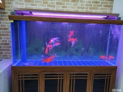 觀賞魚缸水質(zhì)清澈對魚缸生態(tài)愛好者來說非常重要的選擇：保持觀賞魚缸水質(zhì)清澈對魚缸生態(tài)愛好者來說非常重要