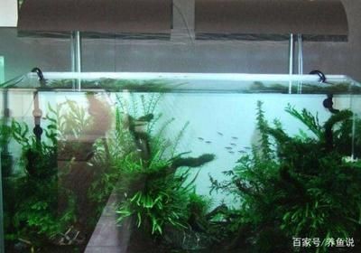 觀賞魚缸水質(zhì)清澈對魚缸生態(tài)愛好者來說非常重要的選擇：保持觀賞魚缸水質(zhì)清澈對魚缸生態(tài)愛好者來說非常重要