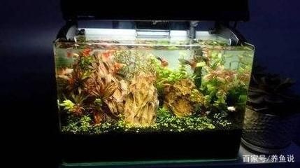 觀賞魚缸水質(zhì)清澈對魚缸生態(tài)愛好者來說非常重要的選擇：保持觀賞魚缸水質(zhì)清澈對魚缸生態(tài)愛好者來說非常重要