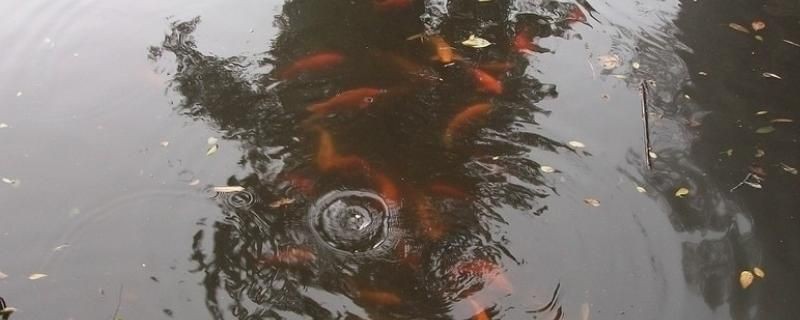如何控制魚缸內(nèi)氨含量：魚缸內(nèi)氨的含量對水族生物的健康至關(guān)重要