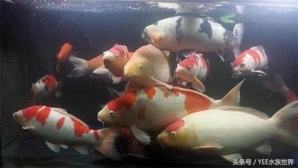 如何控制魚缸內(nèi)氨含量：魚缸內(nèi)氨的含量對水族生物的健康至關(guān)重要