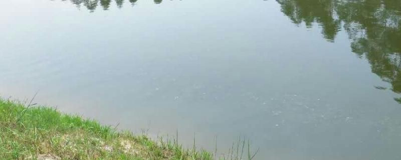 如何控制魚缸內(nèi)氨含量：魚缸內(nèi)氨的含量對水族生物的健康至關(guān)重要