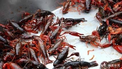 吃小龍蝦的魚：關于吃小龍蝦的魚的一些信息：雜食性的魚可能會吃小龍蝦