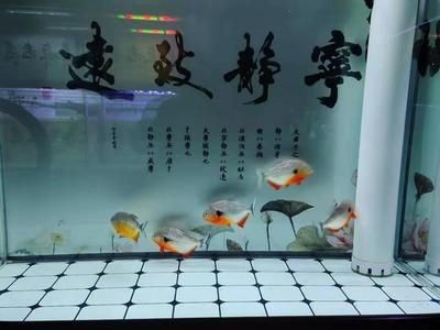 魚缸水質(zhì)管理策略保持魚缸水質(zhì)的清潔和穩(wěn)定是養(yǎng)魚過程中的重要任務(wù)：干濕分離魚缸水質(zhì)管理策略保持魚缸水質(zhì)的清潔和穩(wěn)定