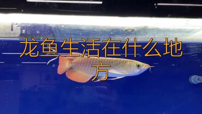 龍魚自然棲息地有哪些食物？