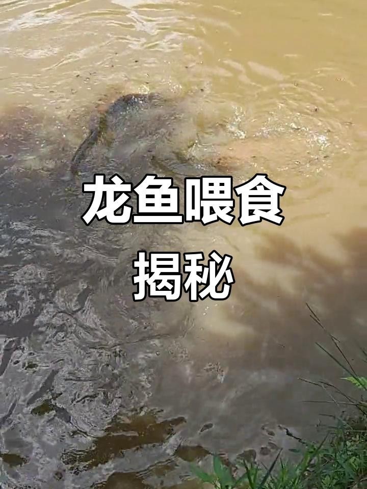龍魚自然棲息地有哪些食物？