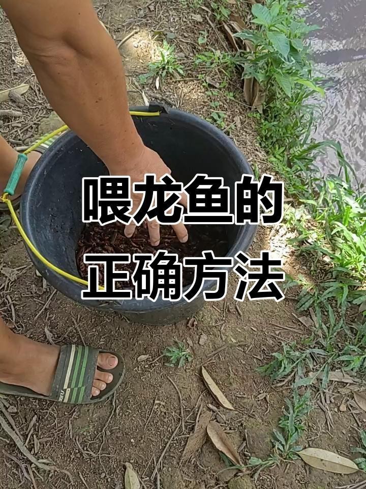 龍魚自然棲息地有哪些食物？