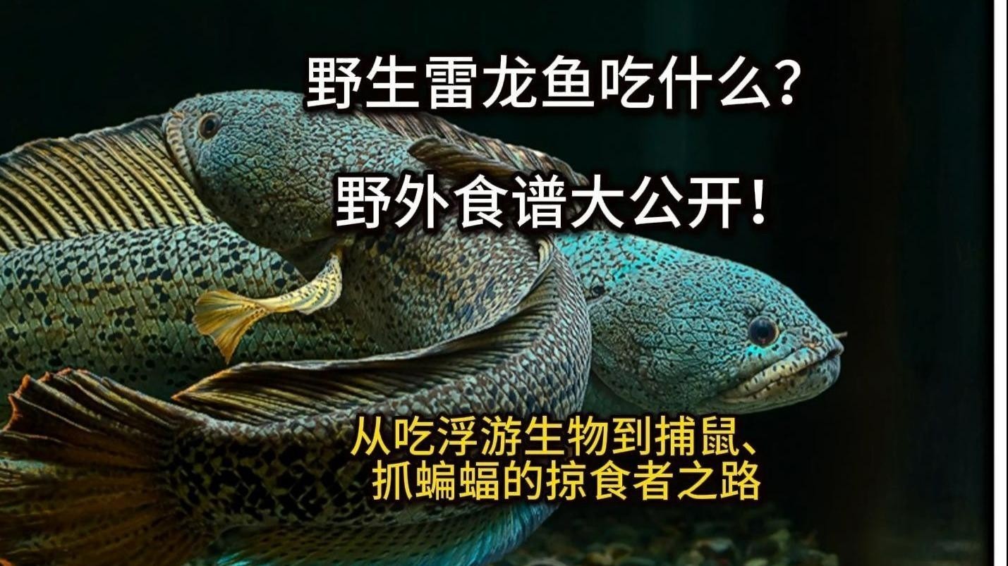 龍魚自然棲息地有哪些食物？