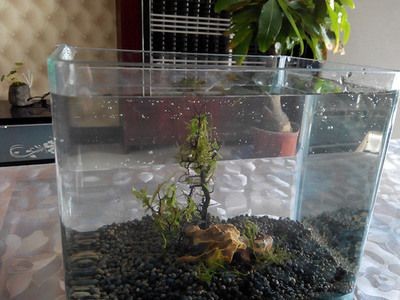 觀景小魚缸制作過程（觀景小魚缸的制作過程） 觀景小魚缸制作過程（觀景小魚缸的制作過程） 魚缸百科 第1張
