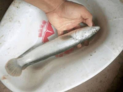 黑魚的養(yǎng)殖方法和技術(shù)：黑魚在魚缸中養(yǎng)殖需要注意水質(zhì)、水溫和飼料的選擇 黑魚的養(yǎng)殖方法和技術(shù)：黑魚在魚缸中養(yǎng)殖需要注意水質(zhì)、水溫和飼料的選擇 魚缸百科
