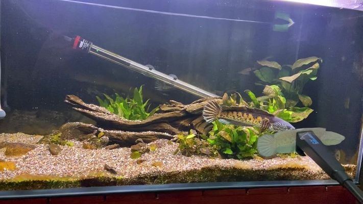 薩伊藍魚缸三面貼黑：薩伊藍魚缸適合養哪些魚類