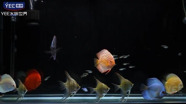 薩伊藍魚缸三面貼黑：薩伊藍魚缸適合養哪些魚類