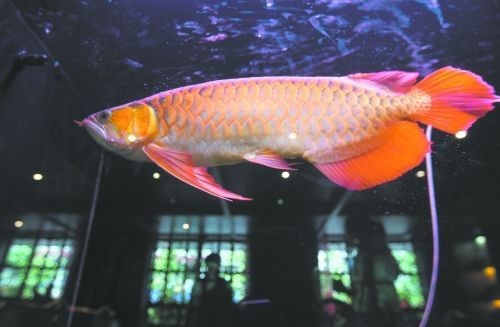 印尼紅辣椒龍魚價格多少