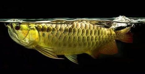 龍魚不吃能活多久呀怎么辦：龍魚不吃食的生存期限 龍魚不吃能活多久呀怎么辦：龍魚不吃食的生存期限 龍魚百科 第2張
