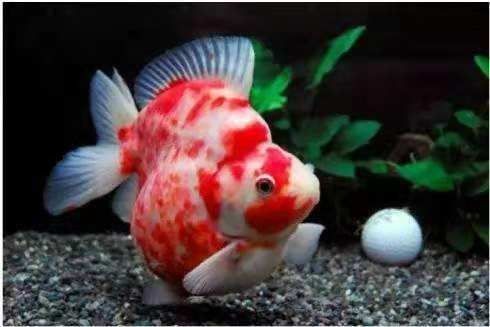 龍魚不吃能活多久呀怎么辦：龍魚不吃食的生存期限 龍魚不吃能活多久呀怎么辦：龍魚不吃食的生存期限 龍魚百科 第1張