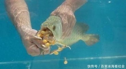 龍魚不吃食是怎么回事：龍魚不吃食可能由多種原因引起， 龍魚不吃食是怎么回事：龍魚不吃食可能由多種原因引起， 龍魚百科 第2張