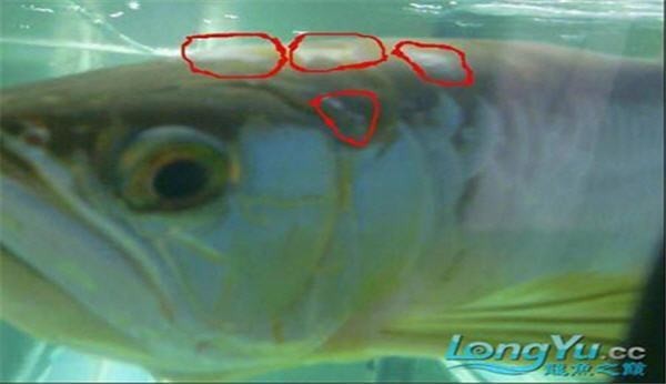 龍魚白霉病會復(fù)發(fā)嗎？