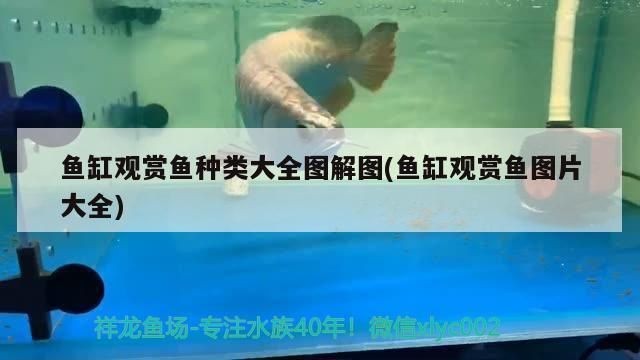 龍魚能吃海魚嗎：如何處理海魚喂養(yǎng)龍魚
