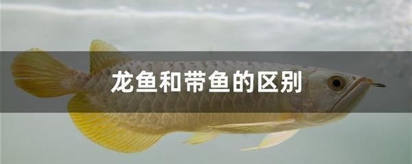 龍魚能吃海魚嗎：如何處理海魚喂養(yǎng)龍魚