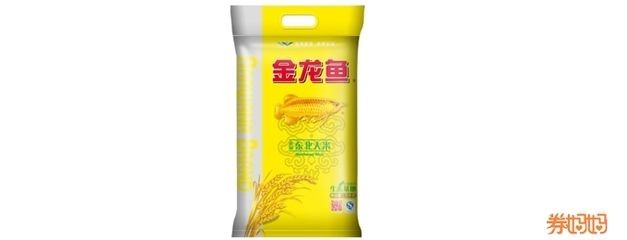 金龍魚膠須條蒸多久能熟，如何挑選優質的金龍魚膠須條