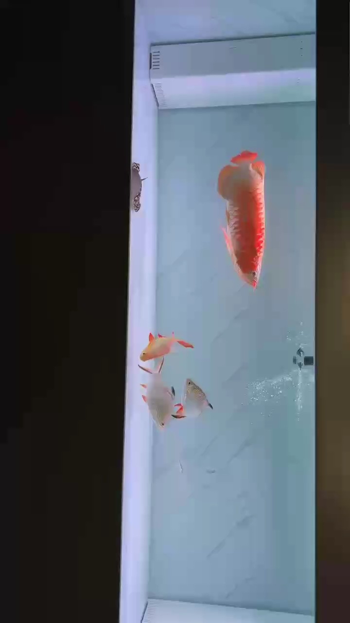 用時2小時，終于洗干凈魚缸了，看著舒服。