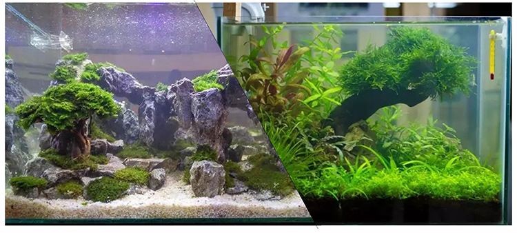 魚缸樹造景（關于魚缸樹造景的一般步驟和注意事項）