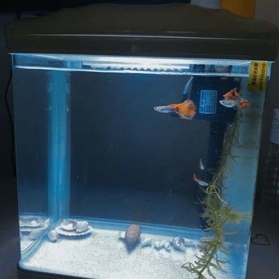 意牌的魚缸質(zhì)量可以嗎？：意牌魚缸售后服務(wù)改善措施意牌魚缸與其他品牌對(duì)比