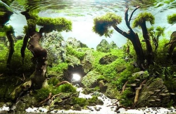 水草養護的技巧：戶外魚缸養護技巧