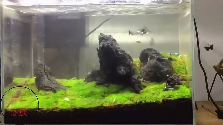 水草養護的技巧：戶外魚缸養護技巧