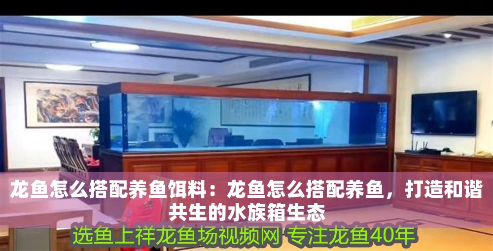 龍魚怎么搭配養(yǎng)魚餌料：龍魚怎么搭配養(yǎng)魚，打造和諧共生的水族箱生態(tài)