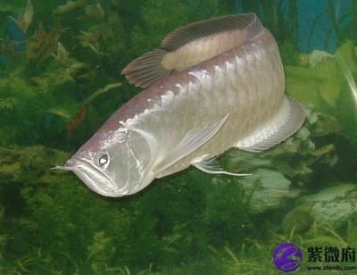 養(yǎng)銀龍魚(yú)好嗎？銀龍魚(yú)吃小魚(yú)殺生風(fēng)水講究：養(yǎng)銀龍魚(yú)好嗎