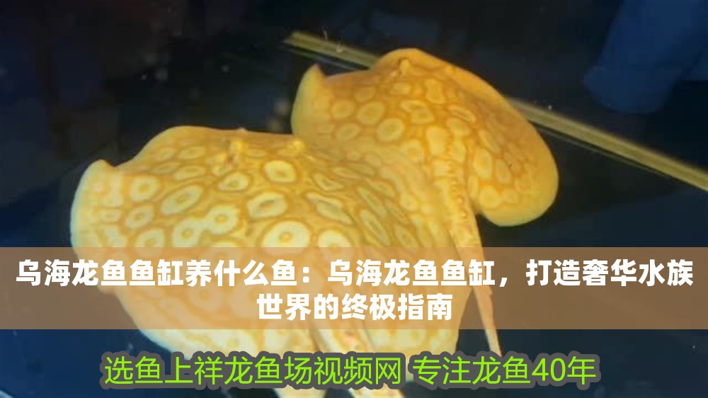 烏海龍魚魚缸養什么魚：烏海龍魚魚缸，打造奢華水族世界的終極指南