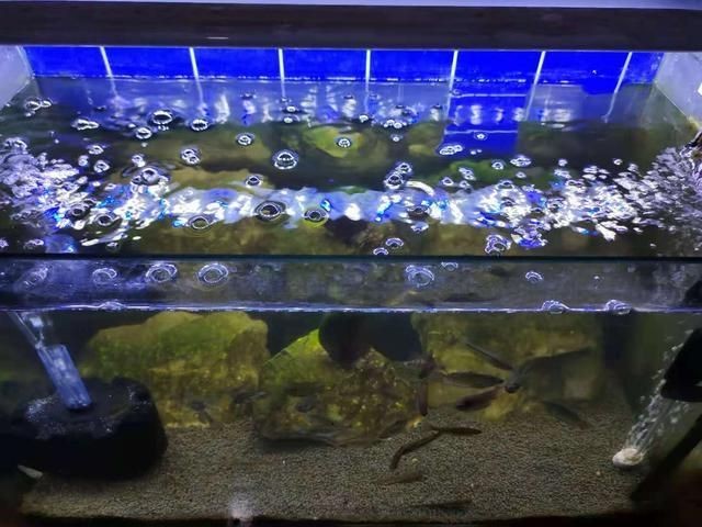 季節變化對魚缸水質的影響：如何應對季節變化對魚缸水質的影響
