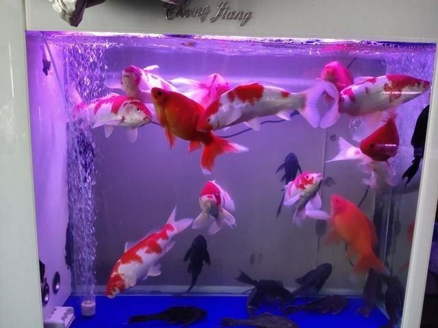 季節變化對魚缸水質的影響：如何應對季節變化對魚缸水質的影響