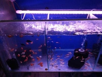 季節變化對魚缸水質的影響：如何應對季節變化對魚缸水質的影響