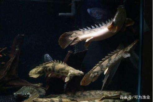 大型恐龍魚：大型恐龍魚的生存環境有哪些特點？