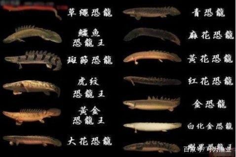 大型恐龍魚：大型恐龍魚的生存環境有哪些特點？