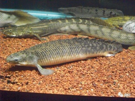 大型恐龍魚：大型恐龍魚的生存環境有哪些特點？
