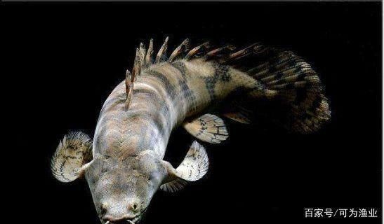 大型恐龍魚：大型恐龍魚的生存環境有哪些特點？