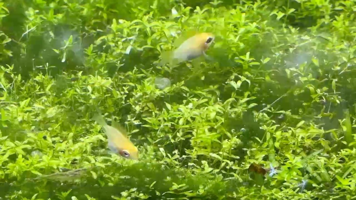 新伙伴 新伙伴 龍魚論壇